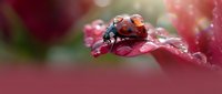 Ladybug on red autumn leaf with water droplets in soft focus garden setting for nature and seasonal design projects.