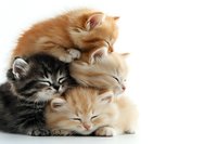 Adorable sleepy kittens cuddling together on white background, mixed colors including ginger, cream and grey tabby. Isolated photo for pet and animal themes.