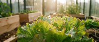 Fresh lettuce growing in raised garden bed with morning sunlight streaming through greenhouse windows creating warm golden glow for organic farming concept.