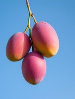 Fresh ripe mangoes hanging on branch against clear blue sky background. Tropical fruit harvest season concept for healthy eating and agriculture.