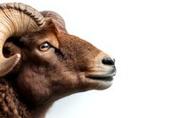 Close up portrait of brown ram with curved horns and expressive eyes against white background, profile view showing detailed wool texture and facial features.