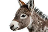 Young donkey head close up portrait on white background, isolated. Gentle expression and soft brown fur detail showing natural markings and distinctive ears.