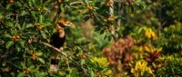 Vibrant hornbill bird perched on tropical tree branch in lush rainforest canopy with colorful foliage creating natural wildlife habitat scene.