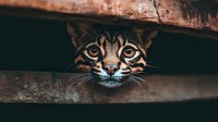 Tabby cat with striking eyes peering through wooden beams, displaying alert expression and striped markings for wildlife and pet photography.