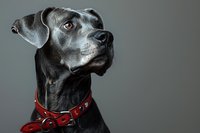 Black Great Dane with red leather collar poses majestically against gray background, side profile portrait showcasing noble expression and distinctive breed features.