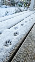 Animal paw prints in fresh snow on wooden deck railing with winter forest background. Wildlife tracking and seasonal nature concept.