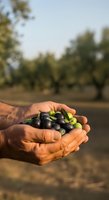 Farmer holding fresh olives in hands at harvest time in orchard field. Agricultural produce and organic farming concept for food industry.
