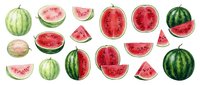 Fresh watermelon collection with whole fruits and sliced pieces showing juicy red flesh and black seeds isolated on white background for summer designs.