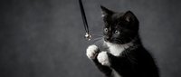 Black and white tuxedo kitten reaching up with paws to play with a dangling toy on dark gray background.