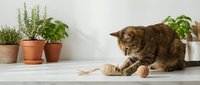 Tabby cat playing with jute rope toy near potted herbs on white shelf, indoor pet entertainment and enrichment activity.