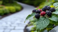 Fresh ripe black and red raspberries growing on branch with green leaves in garden, selective focus on berries against blurred pathway background.