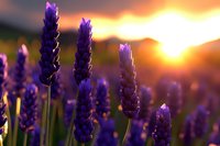 Purple lavender flowers in bloom against dramatic orange sunset sky and mountain silhouettes, creating serene natural landscape with soft bokeh effect.