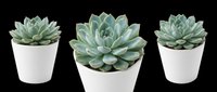 Succulent plants with thick green leaves in white ceramic pots, isolated on transparent background. Ready for design use on t-shirts, clipart, stickers, print-on-demand products, and sublimation projects.