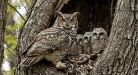Great horned owl family with mother and fluffy owlets nestled in tree hollow. Wildlife parenting scene showcasing natural nesting behavior in forest habitat.