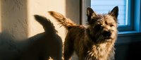 Small Yorkshire Terrier dog sitting in warm sunlight by window indoors. Cute pet relaxing at home in cozy domestic setting with natural lighting.