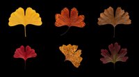 Ginkgo biloba leaves in six autumn color variations isolated on transparent background, ready for clipart, t-shirt design, stickers, sublimation and print-on-demand projects.