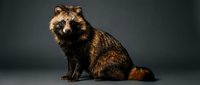 Adorable fluffy raccoon dog sitting on gray background, furry mammal with distinctive facial markings and bushy tail for wildlife and nature projects.