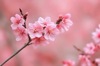 Delicate pink cherry blossoms blooming on branch against soft blurred background, capturing spring awakening and natural floral beauty in macro photography.