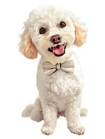 Adorable white Maltese puppy wearing beige bow tie collar smiling at camera, isolated on white background for pet shop advertising and greeting cards.