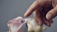 Hand gently touching delicate pink rose petals in soft romantic lighting. Tender gesture symbolizing love, care and fragility of nature.