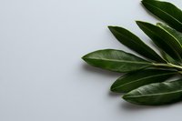 Fresh green olive branch with elongated leaves isolated on light gray background, minimalist botanical composition for natural cosmetics and food design.