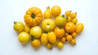 Fresh yellow tomatoes variety isolated on white background, suitable for food photography, cooking blogs, recipe websites, and culinary design projects.