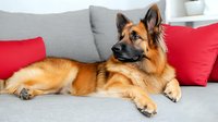 German Shepherd dog with tan and black fur lying relaxed on gray couch with red decorative pillows, looking alert and attentive in modern home setting.