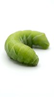 Green caterpillar larva with segmented body on white background, suitable for nature, biology, and educational content.