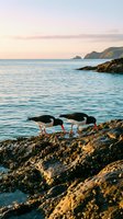 Two oystercatcher birds foraging on rocky coastline during golden hour with calm ocean waters and distant cliffs in soft evening light for nature photography.
