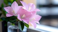 Delicate pink bougainvillea flowers with prominent stamens arranged in clear glass vase, ideal for floral design, home decor, and botanical projects.