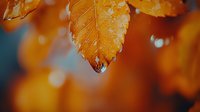 Water droplet suspended from golden autumn leaf tip with blurred bokeh background in warm orange tones creates serene natural macro photography scene.