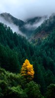 Lone yellow autumn tree stands out among green pine forest in misty mountain valley, creating dramatic natural contrast for environmental themes.