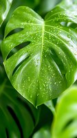 Fresh monstera leaf with water drops in morning light, showing detailed texture and natural patterns. Macro photography highlights tropical foliage vibrancy.