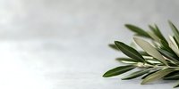 Fresh olive branch with green leaves on light background, minimalist composition with copy space for text, natural organic design element.
