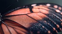 Macro shot of monarch butterfly wing with water droplets showing detailed texture and patterns in orange and black colors. Natural light enhances dewdrops on surface.
