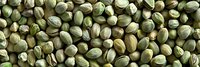 Fresh green coffee beans in raw unroasted state arranged in panoramic pattern showing natural texture and organic farming produce background.