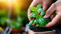 Young basil seedling being planted in small pot with rich soil, gentle hands caring for herb sprout against warm sunlit garden background.