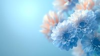 Dreamy chrysanthemum flowers in soft blue and coral pink tones against blurred pastel background, creating gentle romantic mood for greeting cards and invitations.