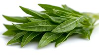 Fresh green olive leaves branch with water drops on white background, natural organic Mediterranean herb isolated for design and packaging use.