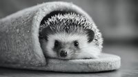 Adorable hedgehog peeking out from cozy felt slipper in monochrome photography, creating tender moment of animal curiosity and comfort.