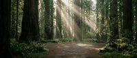 Sunlight streams through towering redwood trees, illuminating a serene forest path surrounded by lush green vegetation and ancient woodland for nature, travel, and environmental design projects.