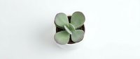 Small succulent plant with thick green leaves in brown pot on white background isolated for home decor and gardening design projects.
