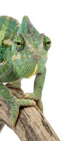 Green chameleon with yellow markings perched on wooden branch against white background, reptile pet exotic animal wildlife nature studio portrait.