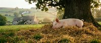 Piglet resting on straw beneath large tree in rural farmland setting with countryside buildings visible in soft golden light.