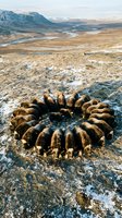 Flock of sheep forming circular huddle in arctic tundra landscape with snow patches and mountains in background during winter feeding time.