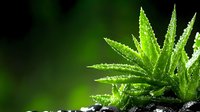 Vibrant green aloe vera plant with water droplets on spiky leaves against dark background, creating fresh natural wellness atmosphere. Macro photography highlights details.