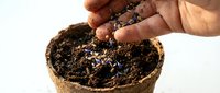 Hand planting small seeds into a biodegradable peat pot filled with dark soil, gardening and spring planting concept on white background.