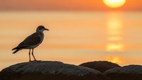 Seagull silhouette perched on rocky shore during golden sunset over calm ocean waters. Peaceful coastal scene with warm orange sky and sun reflection.