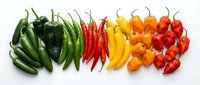 Colorful hot chili peppers arranged in gradient from green to red on white background. Fresh spicy vegetables for cooking and seasoning isolated.