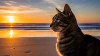 Tabby cat gazing at golden sunset over ocean waves on sandy beach with warm light reflecting on water creating peaceful coastal scene.